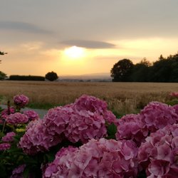 Café Sonnenschein