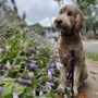 Photo of Azurdia Pet life