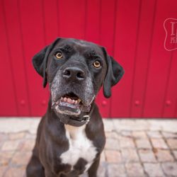 Indigo Pet Photography - Zoumba the boxer cane corso mix that I photographed in Castillon du Gard in South of France. © 2017 Indigo Pet Photography