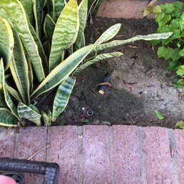 Broken sprinkler we requested to fix. Broken sprinkler we requested to fix.