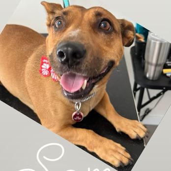 Tiffy's Pet Spa - Pet Groomers Near Me - Newport Beach, California Tiffy's Pet Spa - Pet Groomers Near Me - Newport Beach, California