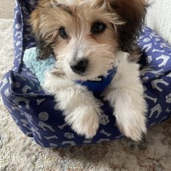 Vet At Your Door - Maine High Peaks - This is figgy- He is a Coton De Tulear.