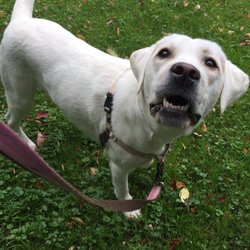 Barks and Recreation - Maizey loves her daily walk!