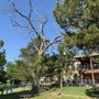 Photo of Cross Timbers Arborist