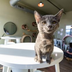 Grab a coffee, find a comfy spot, let the cats come to you.