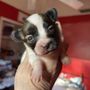 Photo of Sunshine Papillon