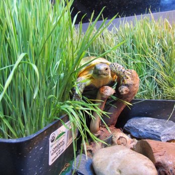 East Bay Vivarium - Such a Photo genic tortoise - Reptile Shops Near Me - Berkeley, California