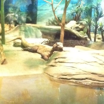 Akron Zoo - Komodo Dragon - Zoos Near Me - Akron, Ohio