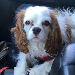 Touchstone Counseling - Bailey is our therapy pup at Touchstone. She loves snuggling with our clients during their sessions!