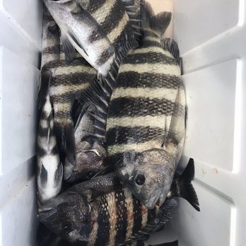Sea Patron - Out with Capt Danny T catching sheepshead - Boat Charters Near Me Sea Patron - Out with Capt Danny T catching sheepshead - Boat Charters Near Me