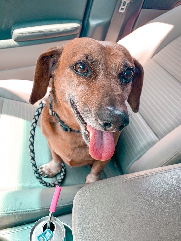 RANCHO WEST ANIMAL HOSPITAL 42 Photos & 84 Reviews 8645 Baseline Rd