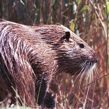 UW Waterfront Activities Center - Size of a NUTRIA! Shape of a Ice Rocket! - Recreation Centers Near Me - Seattle, Washington UW Waterfront Activities Center - Size of a NUTRIA! Shape of a Ice Rocket! - Recreation Centers Near Me - Seattle, Washington