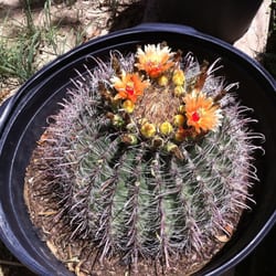 Palm Desert Nurseries