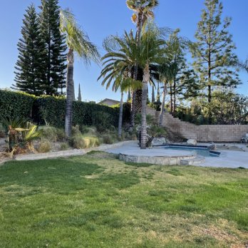 Ortega's Jr Tree Service - Before - Tree Services Near Me - Riverside , California Ortega's Jr Tree Service - Before - Tree Services Near Me - Riverside , California