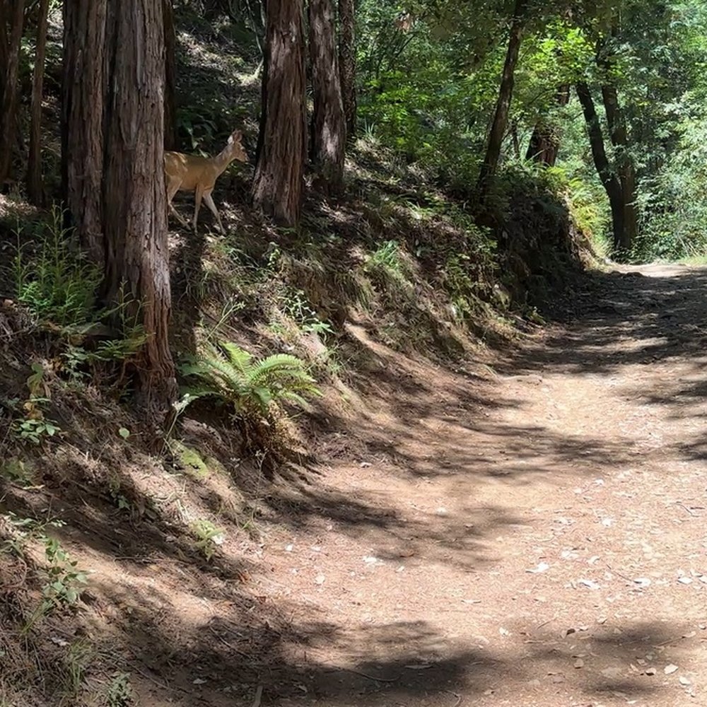 Cascade Park - deers - Parks Near Me - Mill Valley, California