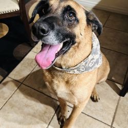 AA Whiskers Mobile Pet Grooming Giftly Email, Text or Print