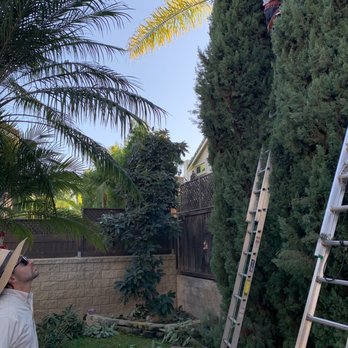 Affordable Tree Services Orange County - Team at work - Tree Services Near Me Affordable Tree Services Orange County - Team at work - Tree Services Near Me