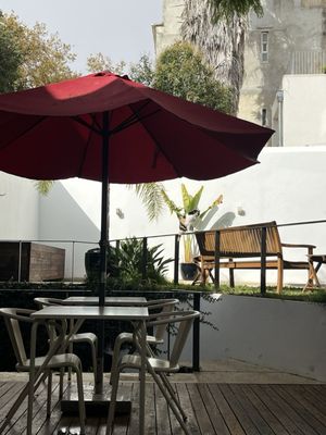 The Late Birds Lisbon by null