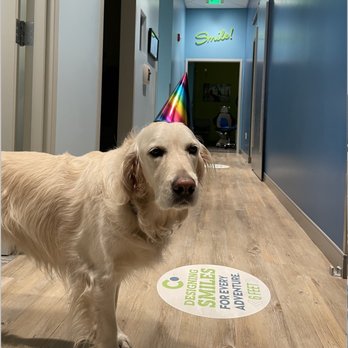 Chvatal Orthodontics - Rey--our super chill office wonder dog! - Orthodontists Near Me - Eugene, Oregon Chvatal Orthodontics - Rey--our super chill office wonder dog! - Orthodontists Near Me - Eugene, Oregon