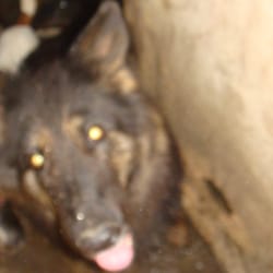 Walton Lodge Pets