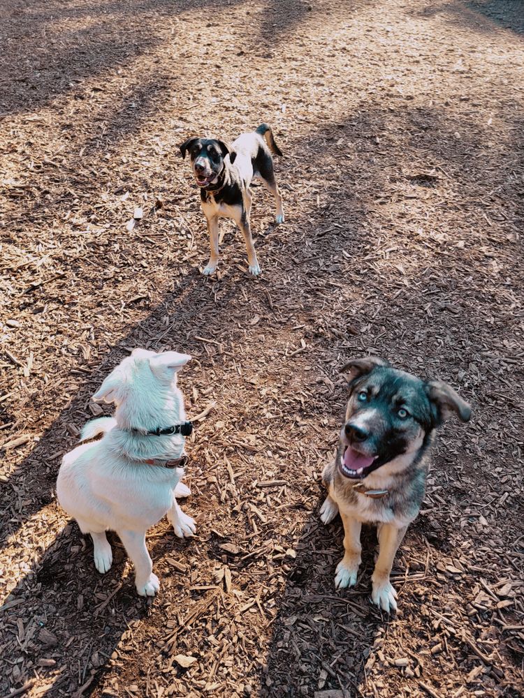 JOAQUIN MILLER DOG PARK - 36 Photos & 76 Reviews - 3590 Sanborn Dr