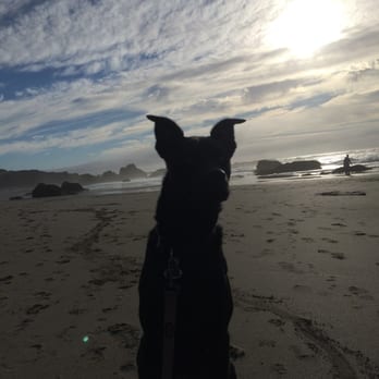 Beachcomber Motel - Our doggy enjoying the beach - Hotels Near Me - Fort Bragg, California Beachcomber Motel - Our doggy enjoying the beach - Hotels Near Me - Fort Bragg, California