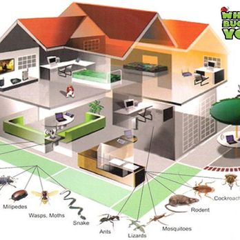 What's Bugging You Pest Control - We treat all areas of the home - Pest Control Near Me What's Bugging You Pest Control - We treat all areas of the home - Pest Control Near Me