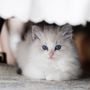 Photo of Sugar Plum Ragdolls