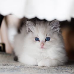 Sugar Plum Ragdolls