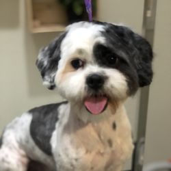 Dog On It Mobile Grooming Spa