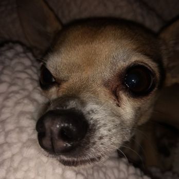 Sitters 4 Critters - Pet Sitting Near Me - Rancho Cucamonga, California Sitters 4 Critters - Pet Sitting Near Me - Rancho Cucamonga, California