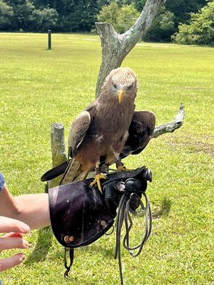 The Avian Conservation Center & Center for Birds of Prey by null
