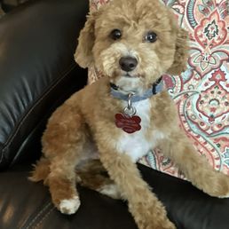 My toy poodle after a grooming with Karen