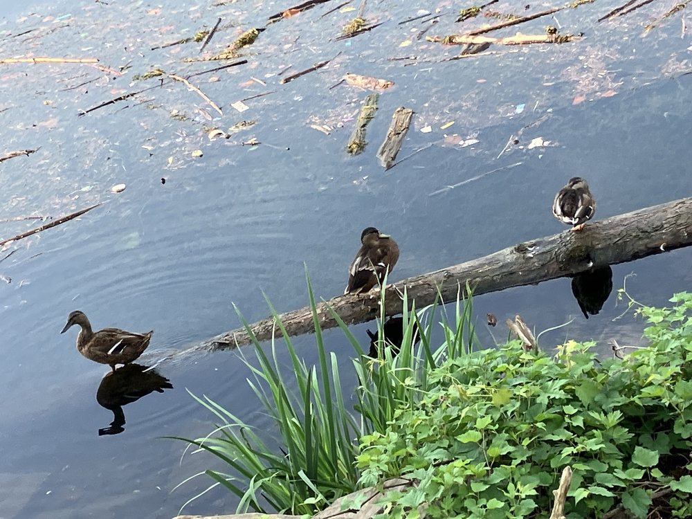 North Shore Riverfront Park