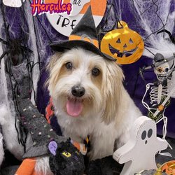 Waikiki Pet Pals - Hercules