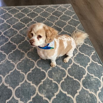 Pet Strands Grooming - Pet Groomers Near Me - Orange, California