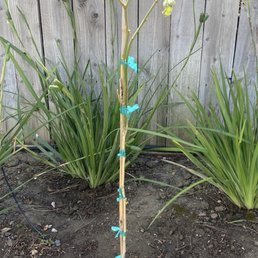 tree (stick $150) and it died within a week.