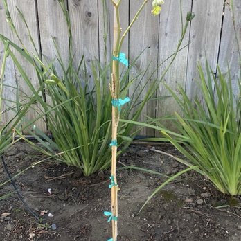 Fast Growing Trees - tree (stick $150) and it died within a week. - Nurseries & Gardening Near Me - Fort Mill, South Carolina