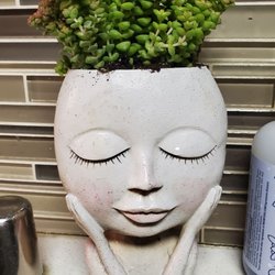 La Cienega Nursery - Perfect succulent for my new vase. Awesome customer service.