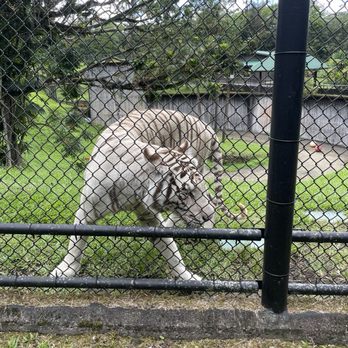 Pana'ewa Rainforest Zoo & Gardens - White tiger! - Zoos Near Me - Hilo, Hawaii
