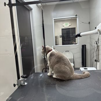 Niuniu Magic Spa & Grooming - Pet Groomers Near Me - Milpitas, California Niuniu Magic Spa & Grooming - Pet Groomers Near Me - Milpitas, California