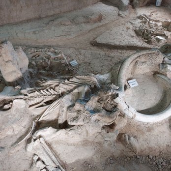 Waco Mammoth National Monument - Museums Near Me - Waco, Texas