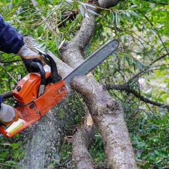 Woodland Tree Service - untitled - Tree Services Near Me - Cleveland, Ohio Woodland Tree Service - untitled - Tree Services Near Me - Cleveland, Ohio