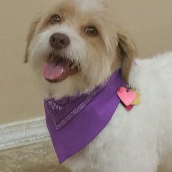 Dogs by Design - This week only, mention "Millie" for a Free Tooth Brushing! (Good til 04/23/16) - Pet Groomers Near Me - Douglas, Michigan Dogs by Design - This week only, mention "Millie" for a Free Tooth Brushing! (Good til 04/23/16) - Pet Groomers Near Me - Douglas, Michigan