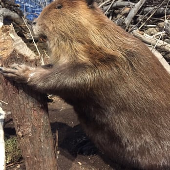 Blackhawk Museum - Eager beaver - Museums Near Me - Danville, California Blackhawk Museum - Eager beaver - Museums Near Me - Danville, California