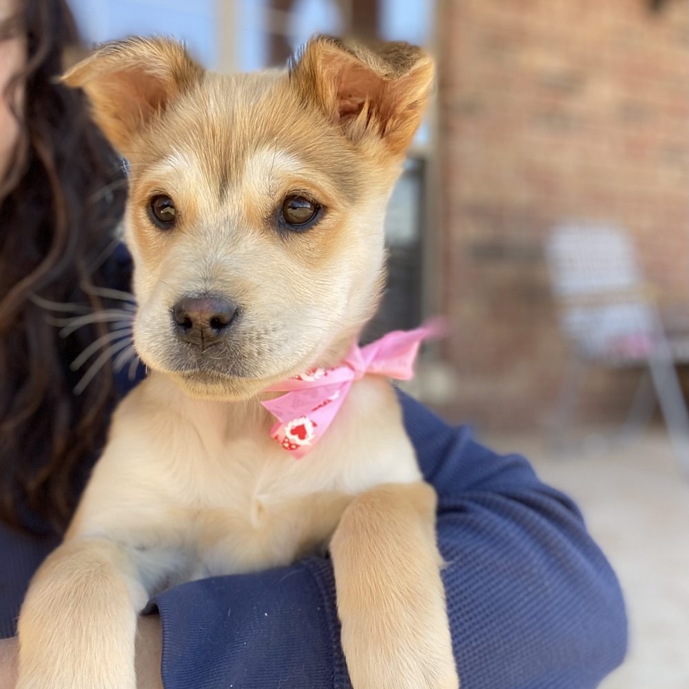 Hollywood Feed - One of the female puppies we are fostering. Meet Chloe :) - Pet Stores Near Me - Edmond, Oklahoma