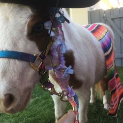 My Little Horse Cherry - Yes we love Mexican  parties!! Sombrero and striped woven blanket!  Cherry says i'm not a donkey but i can sit like one!!