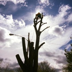 Mitchel’s All Season Tree Experts - Big takedown.