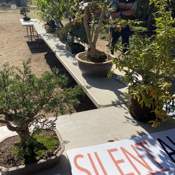 Clovis Botanical Garden - Silent bonzai auction - Botanical Gardens Near Me - Clovis, California