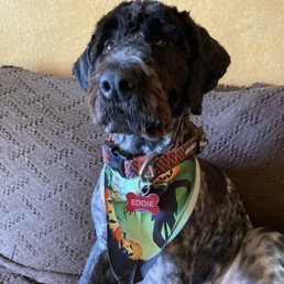 Eddie - Griffon Doodle Eddie - Griffon Doodle